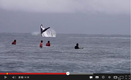 Surfing with Whales