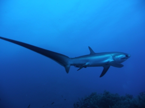 Jaws en Méditerranée ?