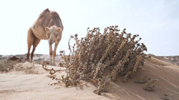 Colleen Carroll à Dakhla